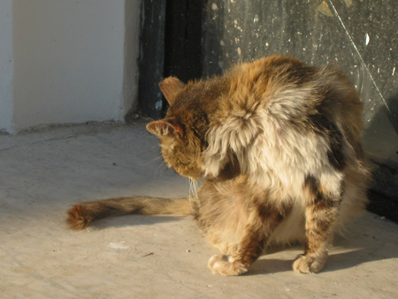 Cats, Recoleta Cemtery