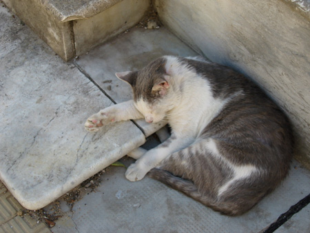 Cats, Recoleta Cemetery