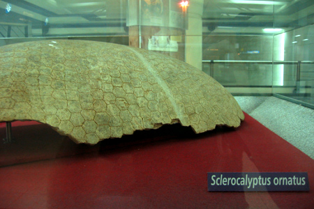 Glyptodont fossil, Subte, Juramento station
