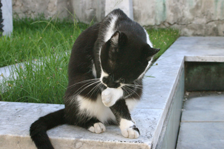 Cat, Recoleta Cemetery