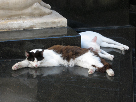 Cats, Recoleta Cemetery