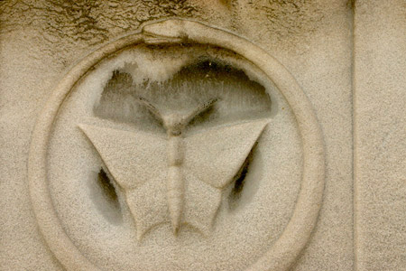 Moth, Recoleta Cemetery