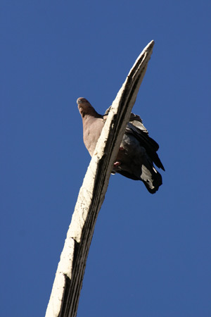 Pigeon, Recoleta Cemetery