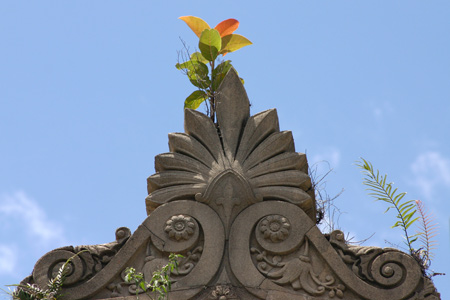 Vegetation, Recoleta Cemetery