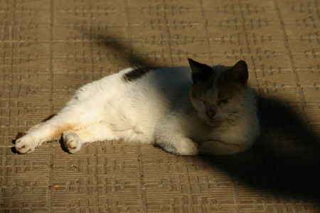 Cats, Recoleta Cemetery