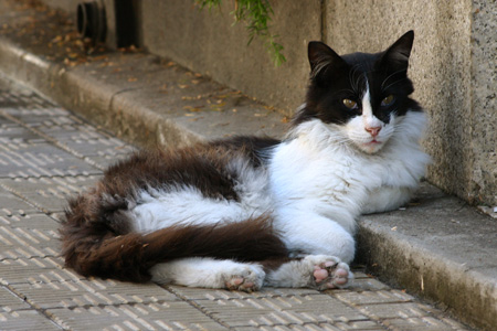 Cats, Recoleta Cemetery