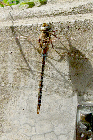 Dragonfly, Recoleta Cemetery