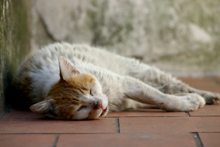 Relaxing cat, Recoleta Cemetery