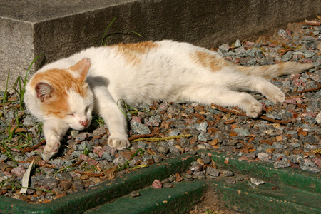 Cat, Recoleta Cemetery