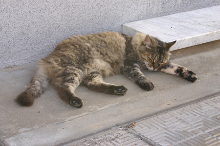 Cats, Recoleta Cemetery