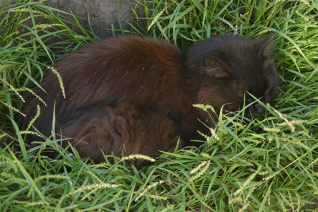 Cats, Recoleta Cemetery