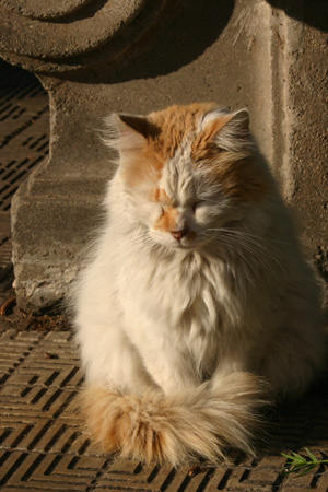 Cats, Recoleta Cemetery