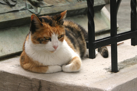 Cats, Recoleta Cemetery