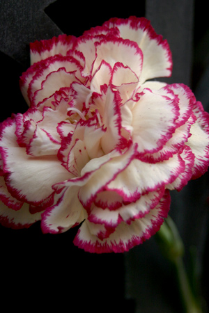 Carnation, Recoleta Cemetery