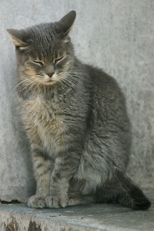 Cat, Recoleta Cemetery