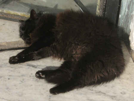 Cats, Recoleta Cemetery