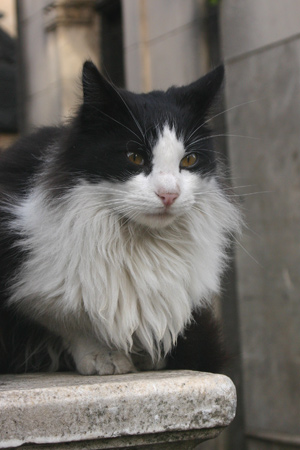 Cats, Recoleta Cemetery