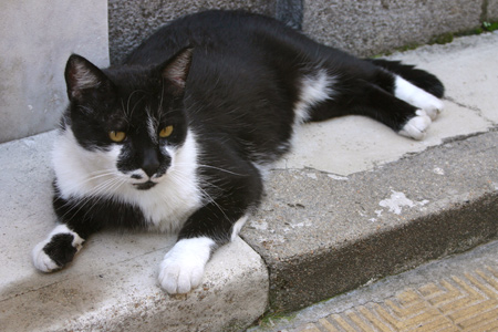 Cat, Recoleta Cemetery