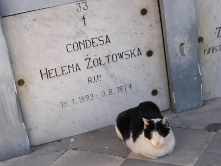 Cats, Recoleta Cemetery