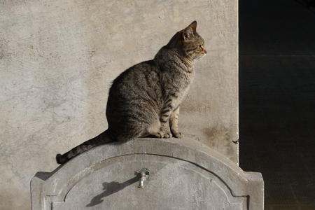 Cats, Recoleta Cemetery