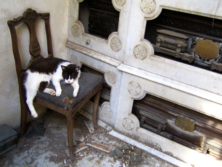 Cats, Recoleta Cemetery