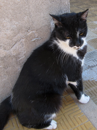 Cat, Recoleta Cemetery