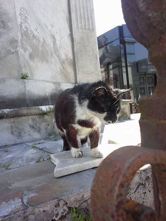 Cat, Recoleta Cemetery