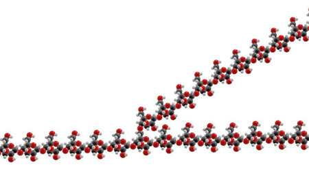 glycogen molecule